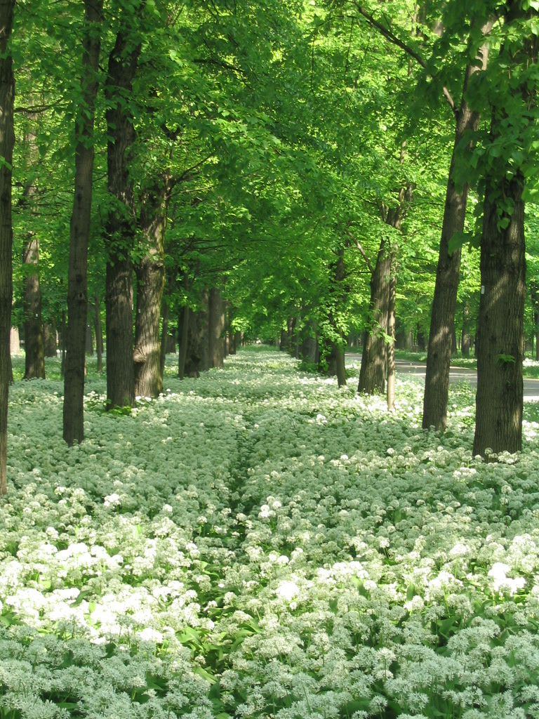 aglio_viale_dei_tigli